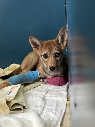 Coyote pup hit by vehicle receiving critical care at CROW
